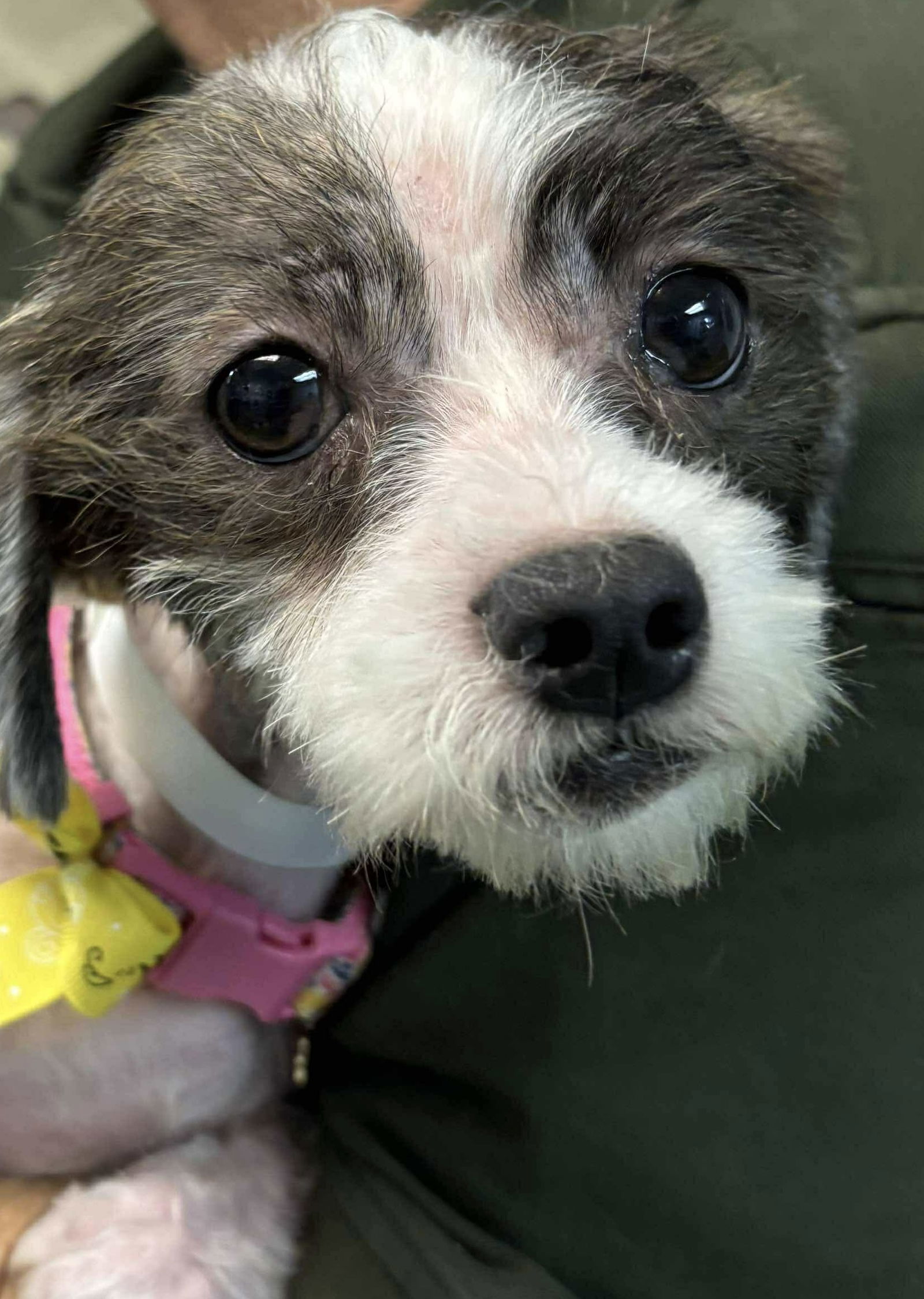 Salsa (Sadie) - Not at shelter