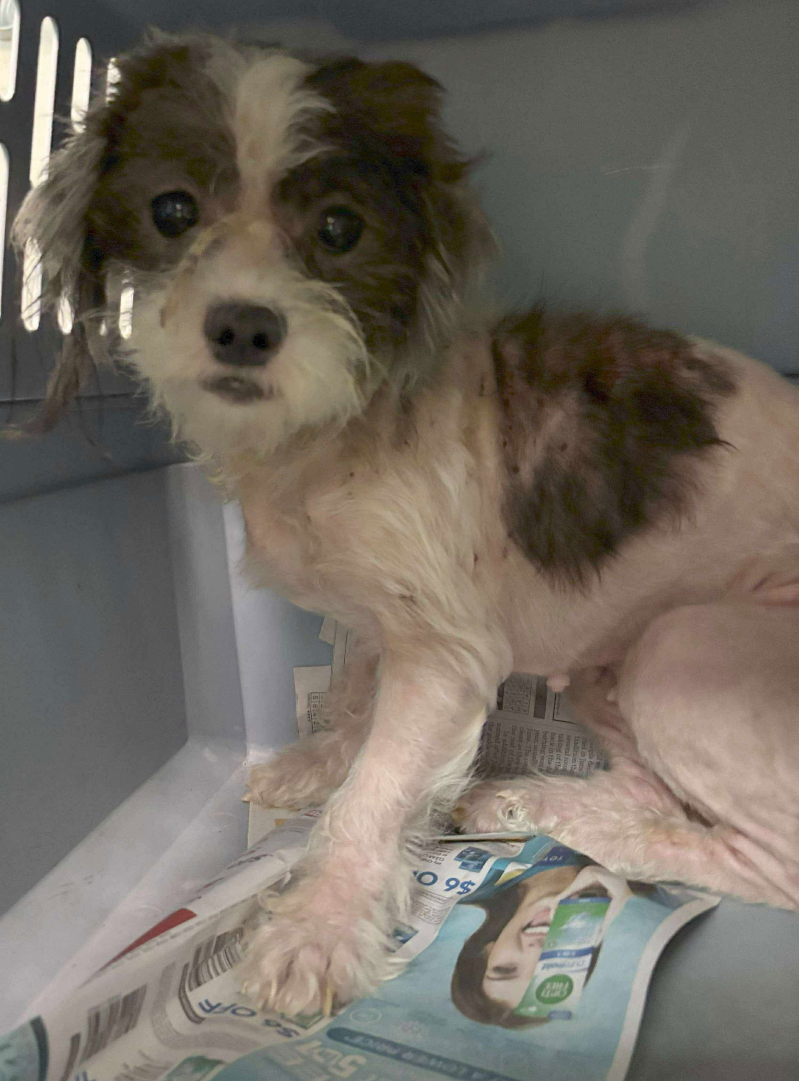 Salsa (Sadie) - Not at shelter