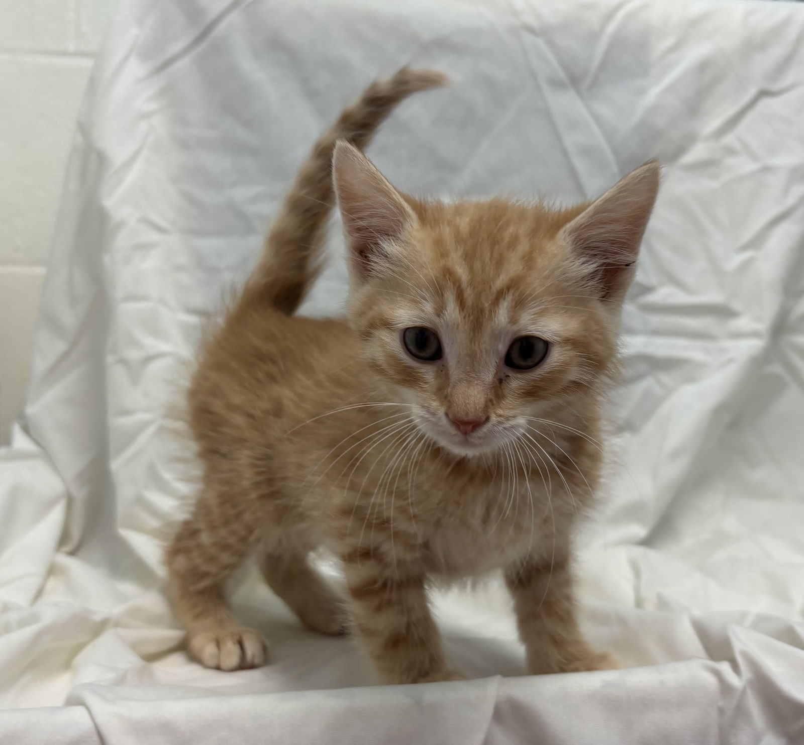 Chimei's Sun WuKong: Not at shelter (Matt)