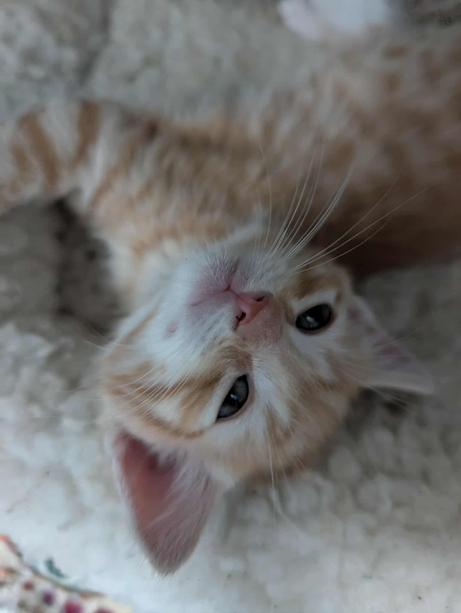 Chimei's Sun WuKong: Not at shelter (Matt)