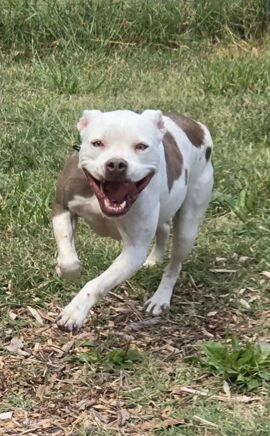 Stella: At shelter, available 9/13