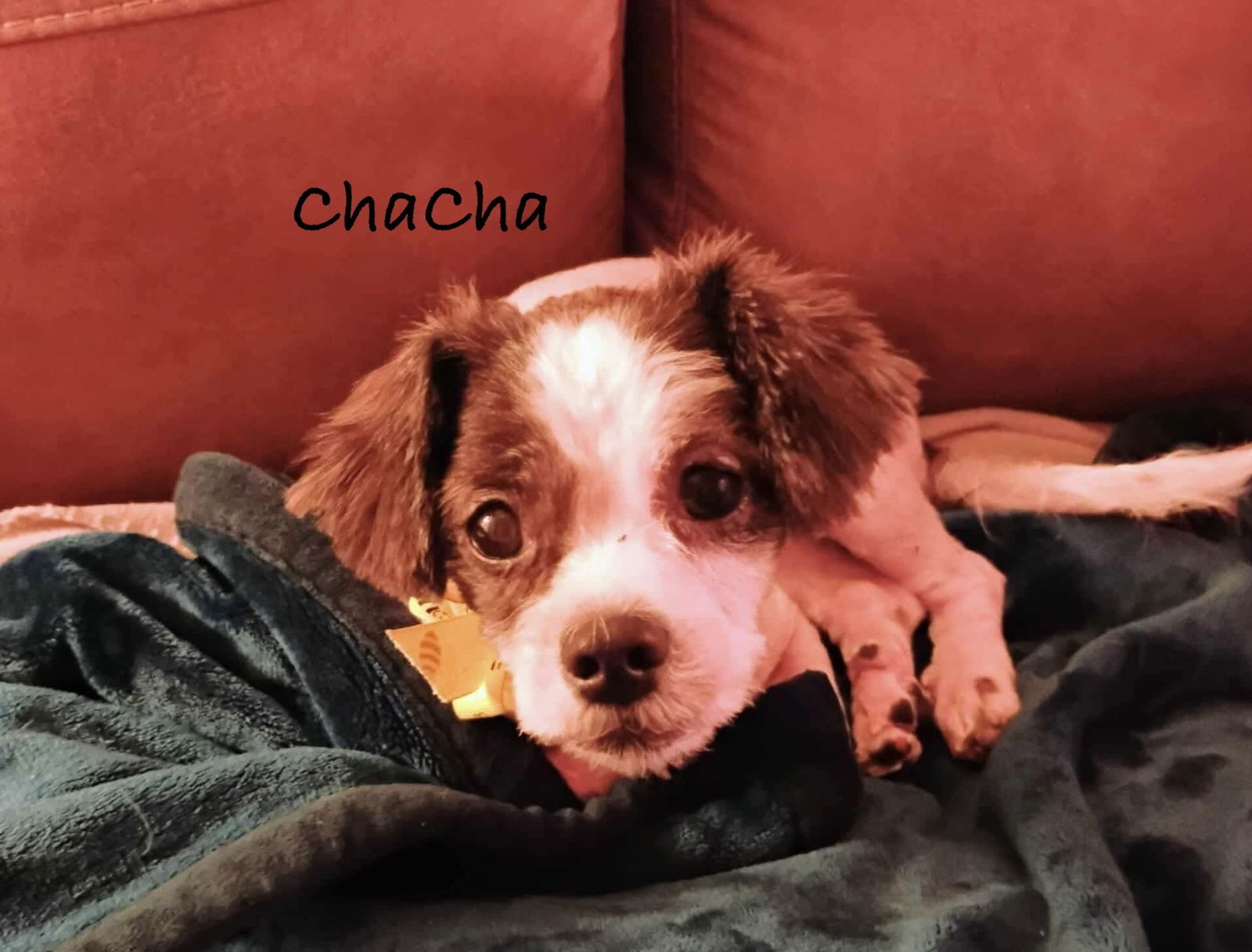 ChaCha: Not At shelter (Pam R)