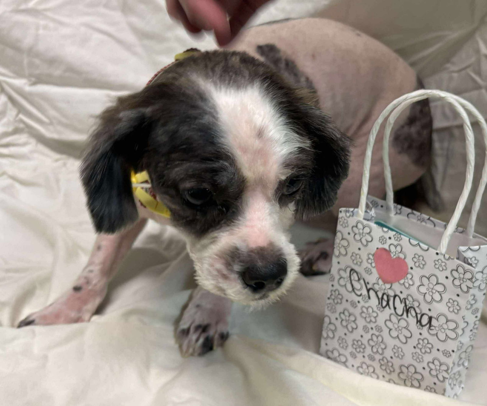 ChaCha: Not At shelter (Pam R)
