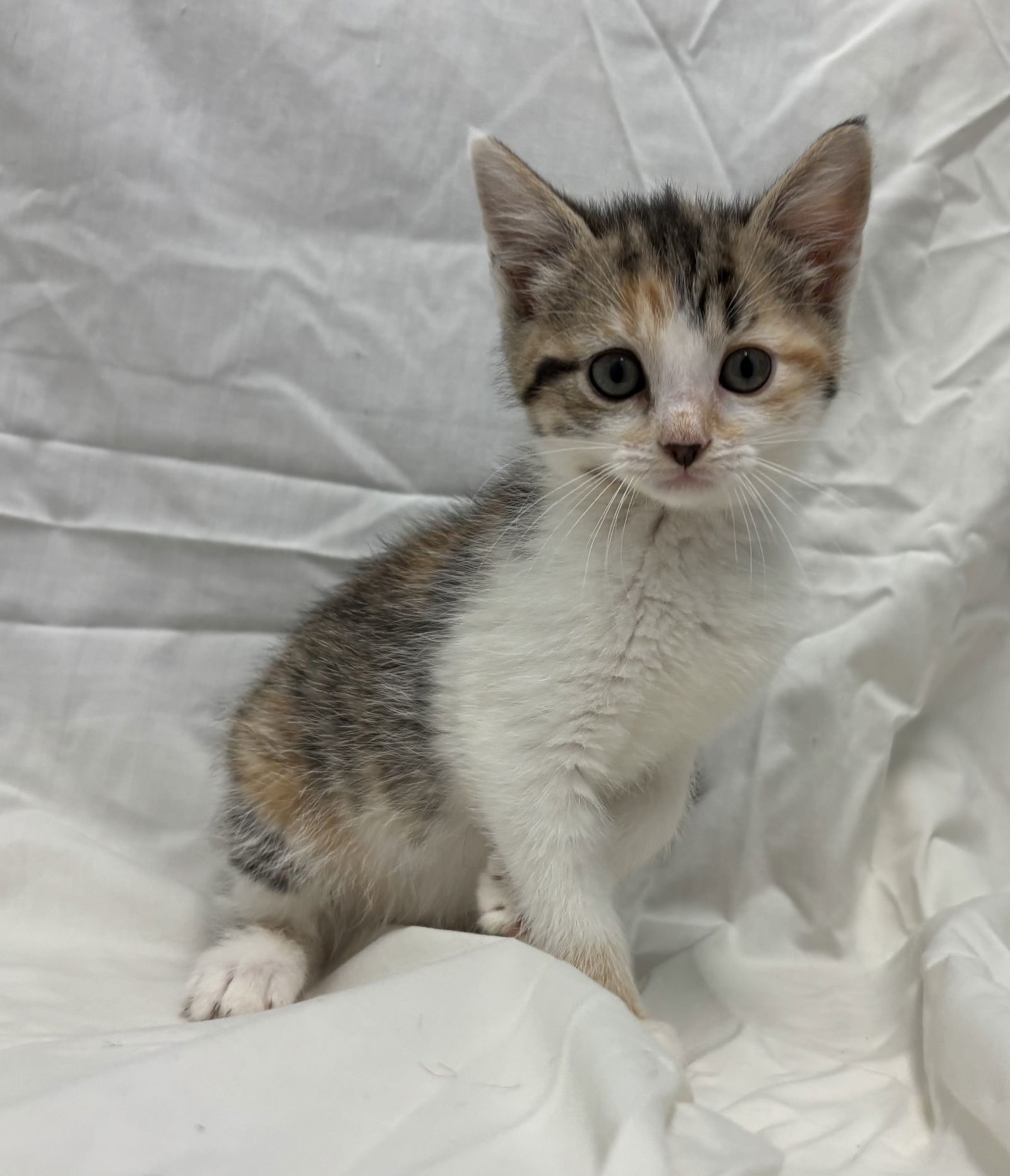 Chimei's Daji: Not At shelter (Matt)