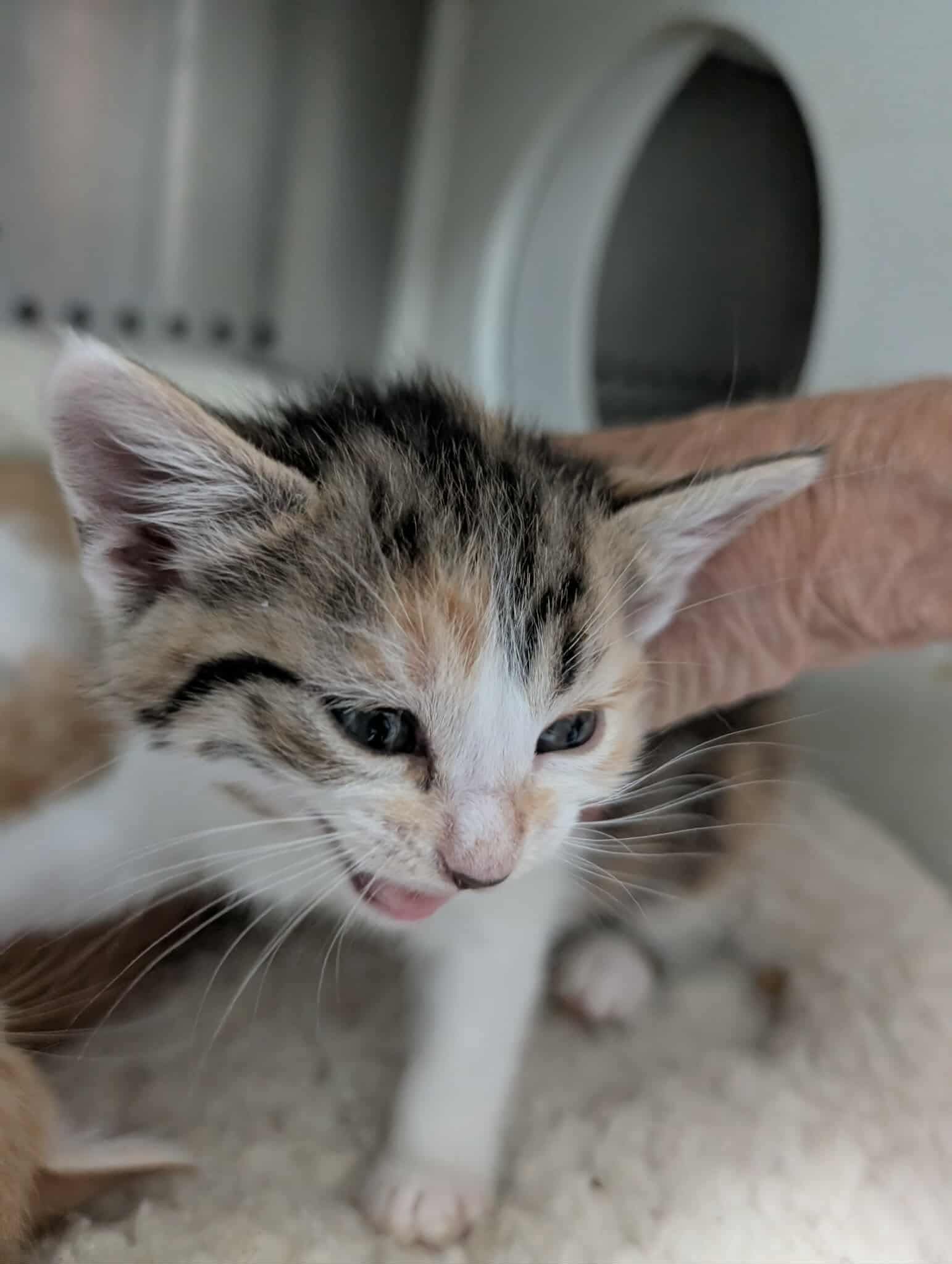 Chimei's Daji: Not At shelter (Matt)