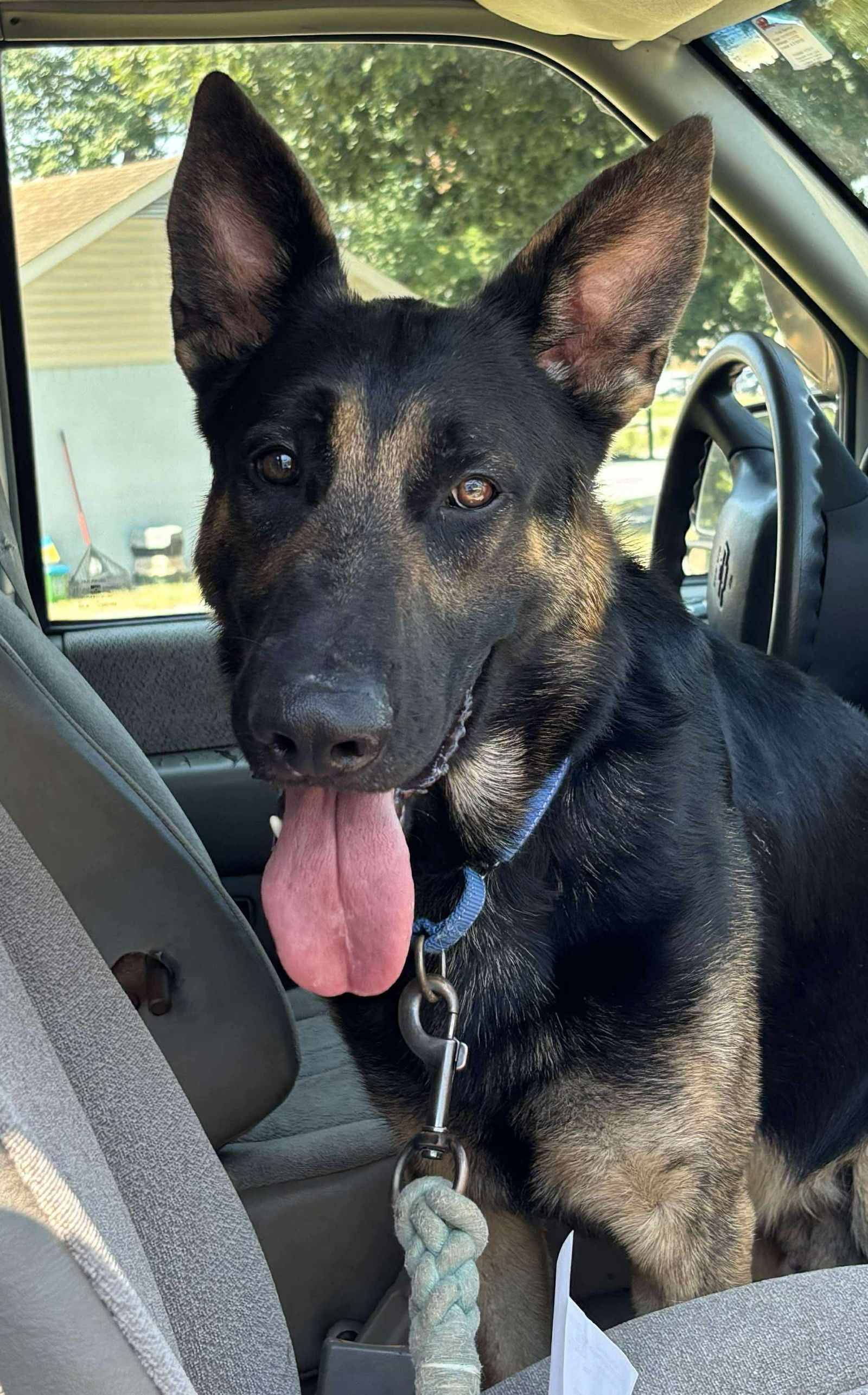 Bear: At shelter