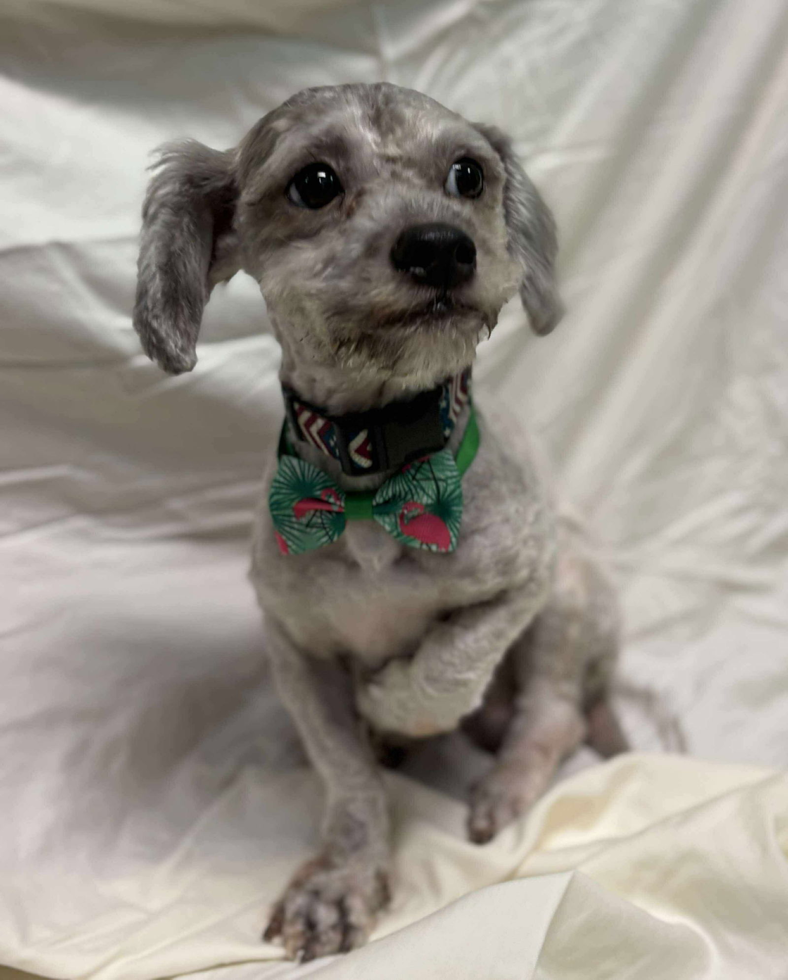 Disco: Not at shelter (Sharrie)