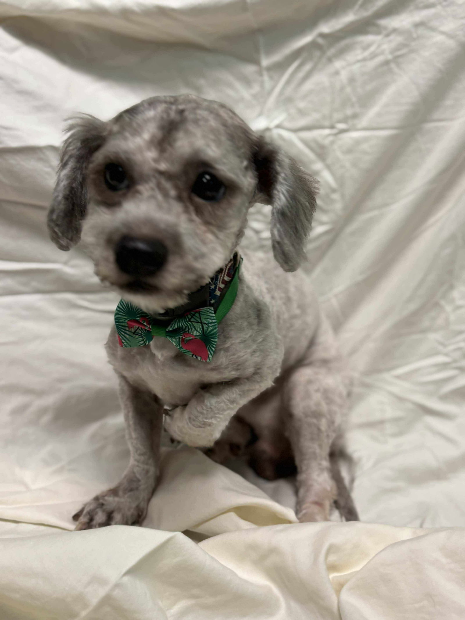 Disco: Not at shelter (Sharrie)