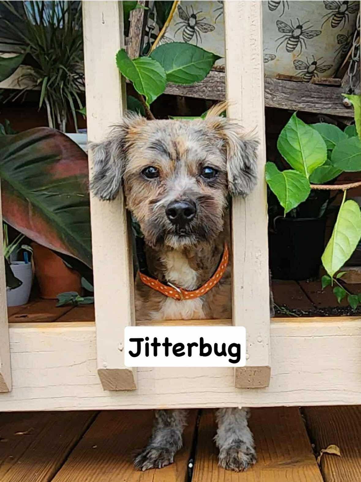 Jitterbug - Not at shelter (Michelle)