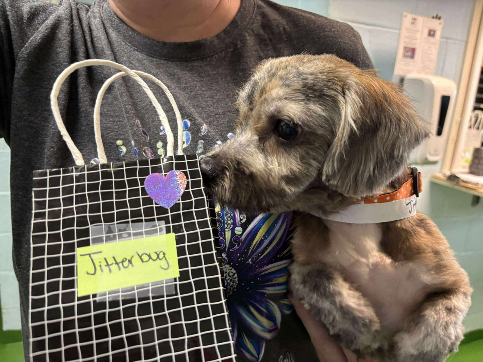 Jitterbug - Not at shelter (Michelle)