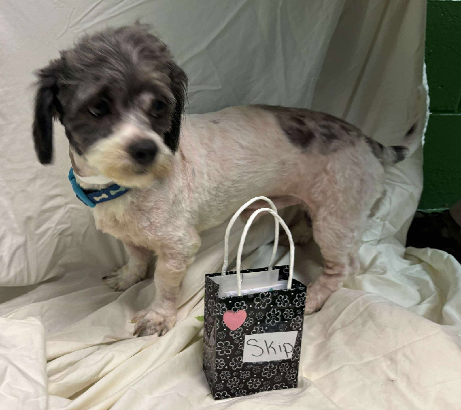 Skip - Not at shelter (Ron)