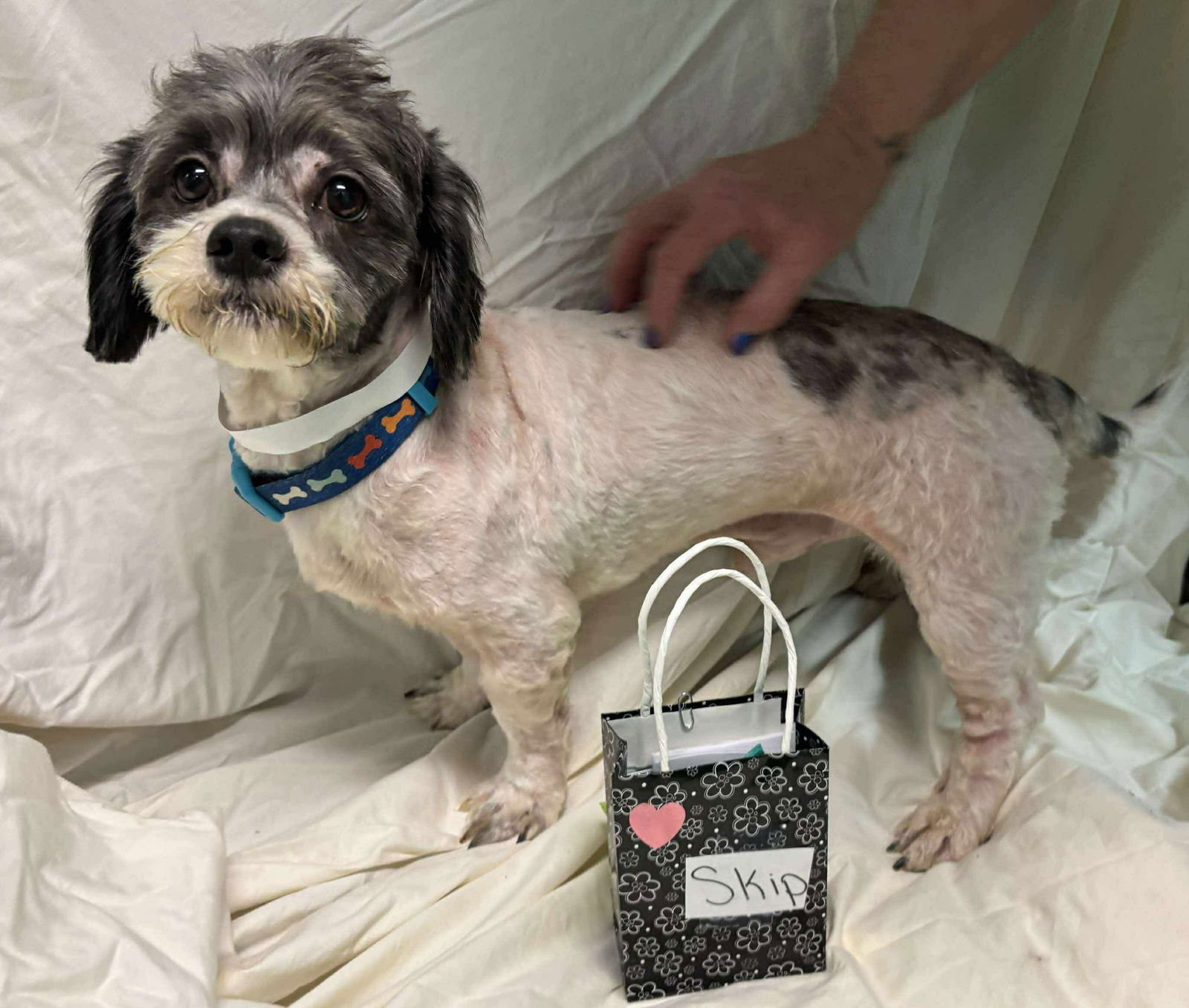 Skip - Not at shelter (Ron)