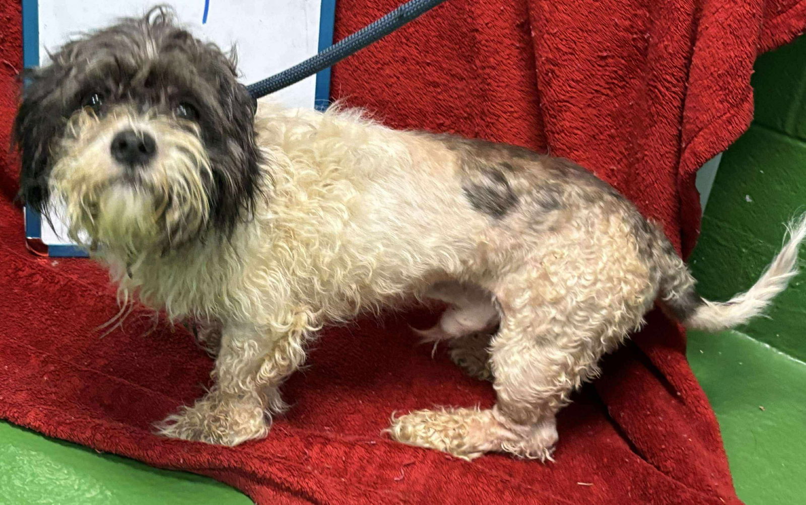 Skip - Not at shelter (Ron)