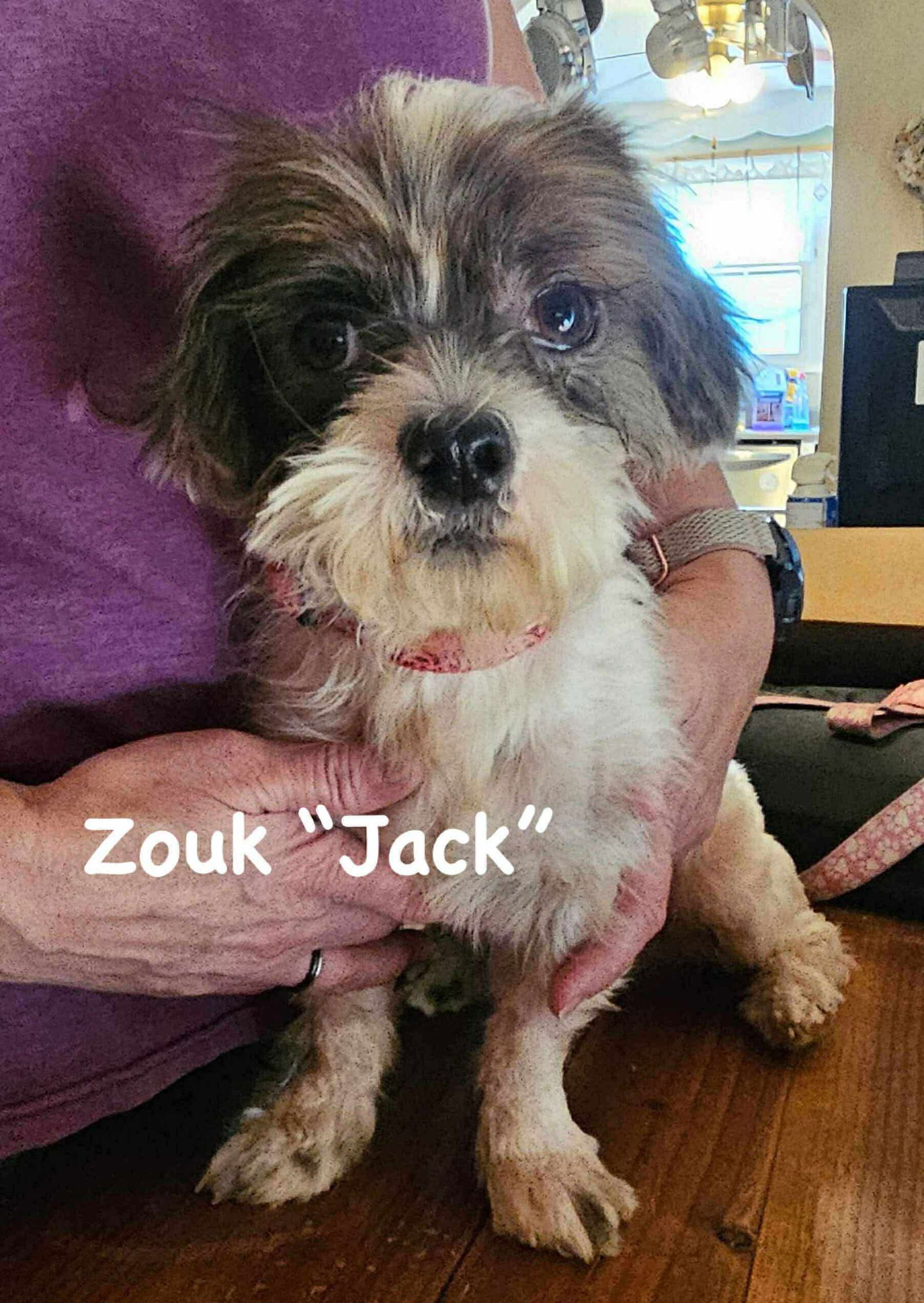 Zouk:(Jack) -Not at shelter (Ron)