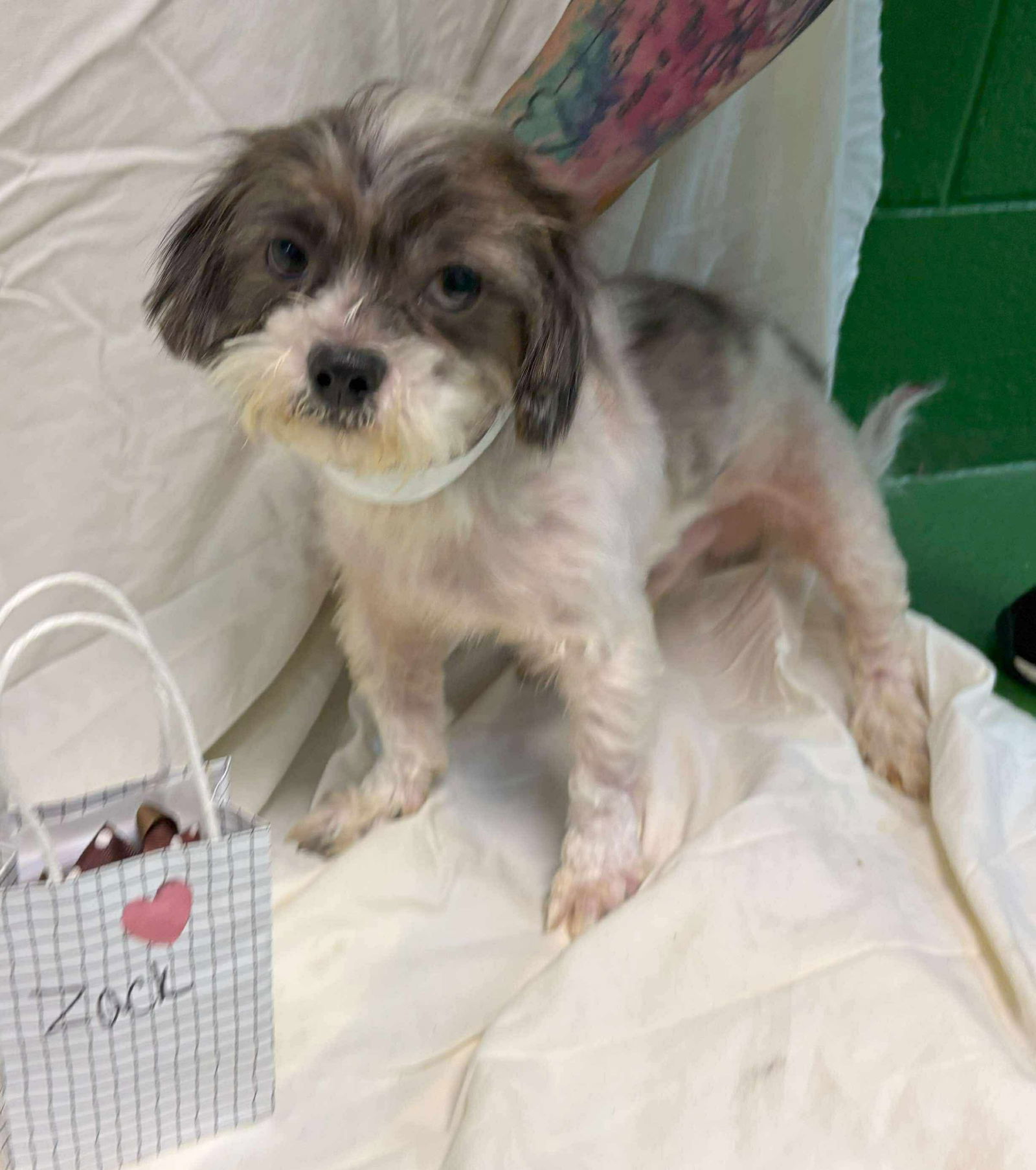 Zouk:(Jack) -Not at shelter (Ron)