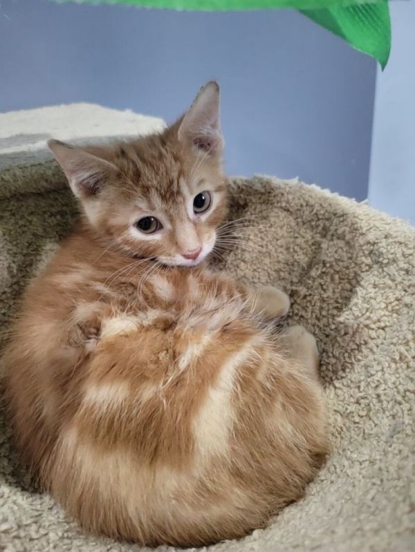 Cheddar