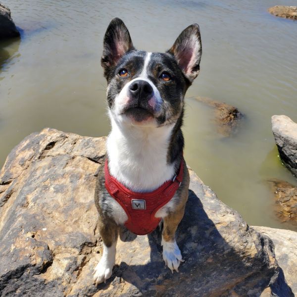 Ozzie