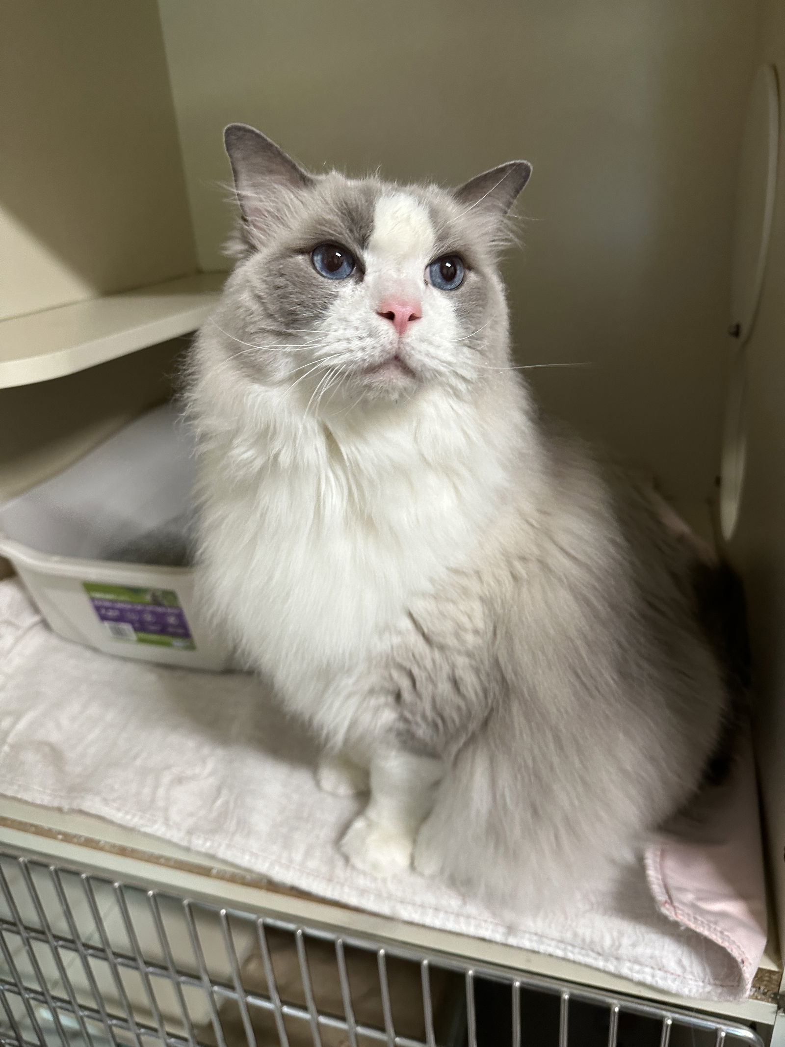 Sparkplug, an adoptable Ragdoll in Ocala, FL, 34482 | Photo Image 2