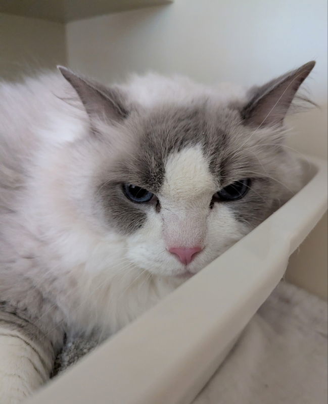 Sparkplug, an adoptable Ragdoll in Ocala, FL, 34482 | Photo Image 3