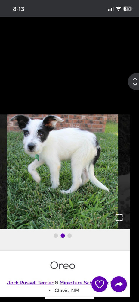 Oreo thumbnail 6