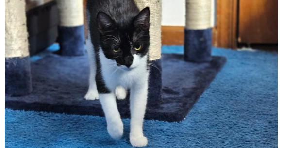 Bellatrix