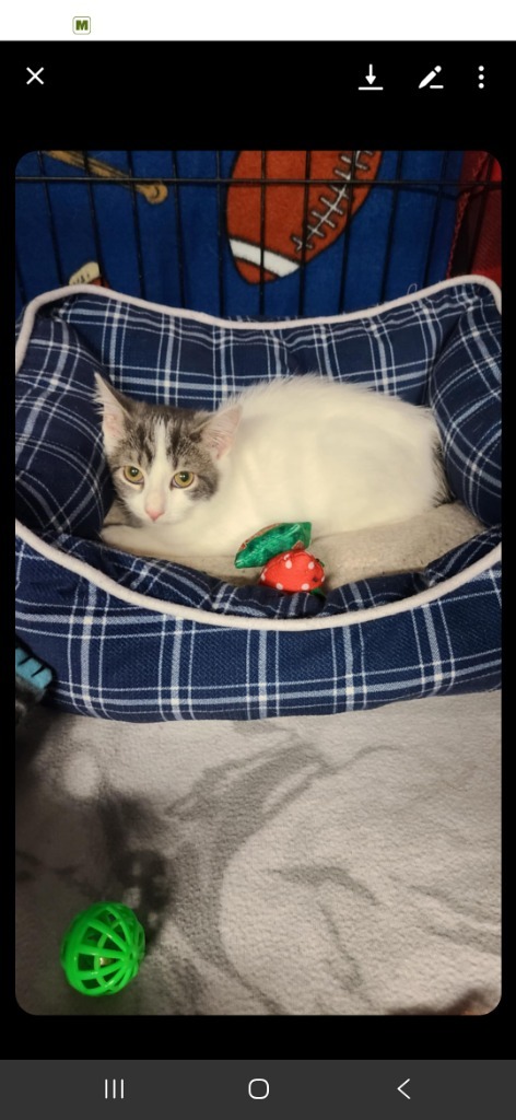 Ava, an adoptable Domestic Short Hair in Minot, ND, 58701 | Photo Image 2