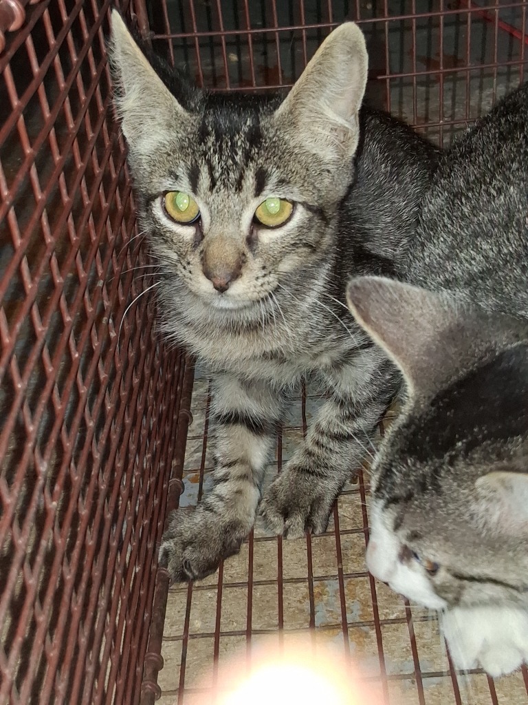 Tic, an adoptable Domestic Short Hair in Brownwood, TX, 76801 | Photo Image 1
