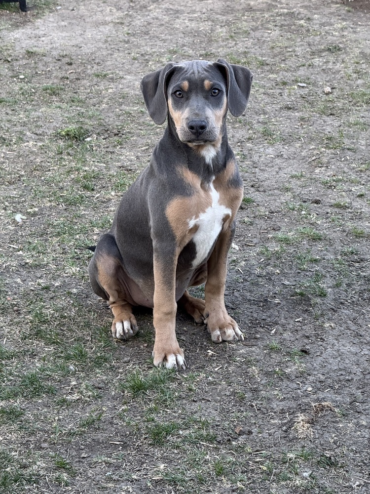 Steel, an adoptable Mixed Breed in Mandan, ND, 58554 | Photo Image 1