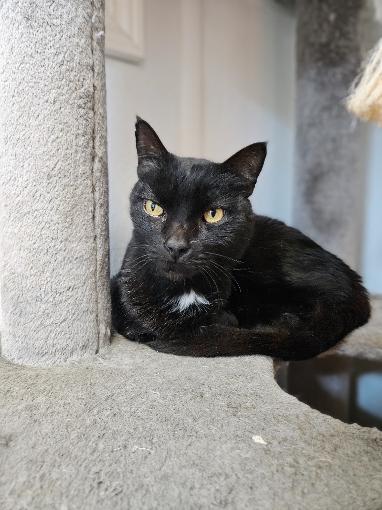 TC, an adoptable Domestic Short Hair in Corpus Christi, TX, 78414 | Photo Image 1