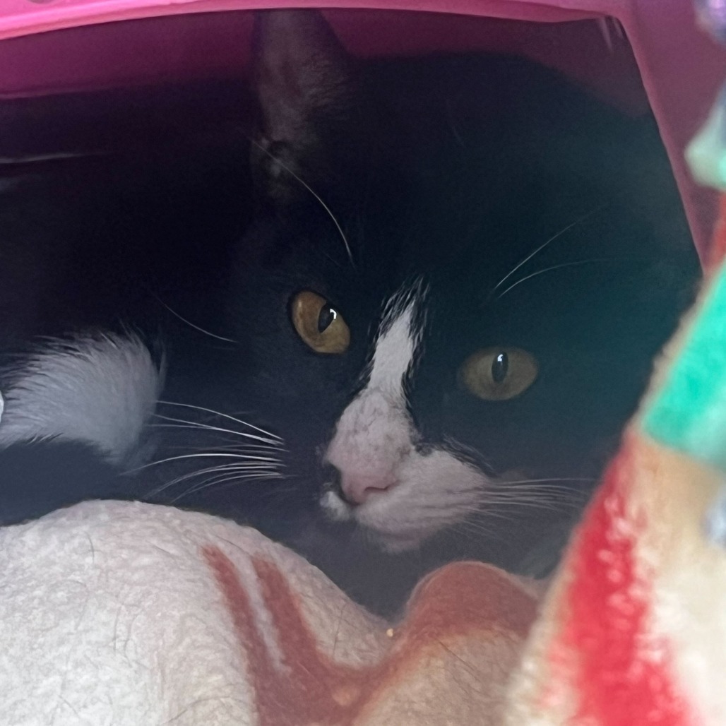 Oreo *Working Cat*