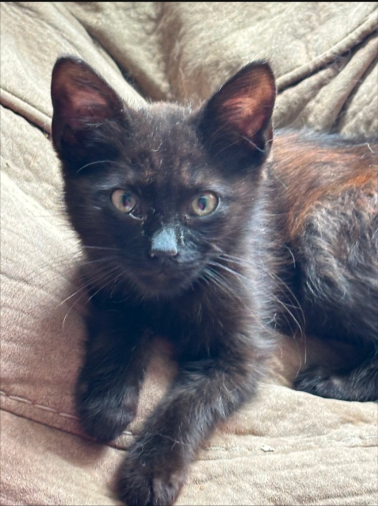 Simon