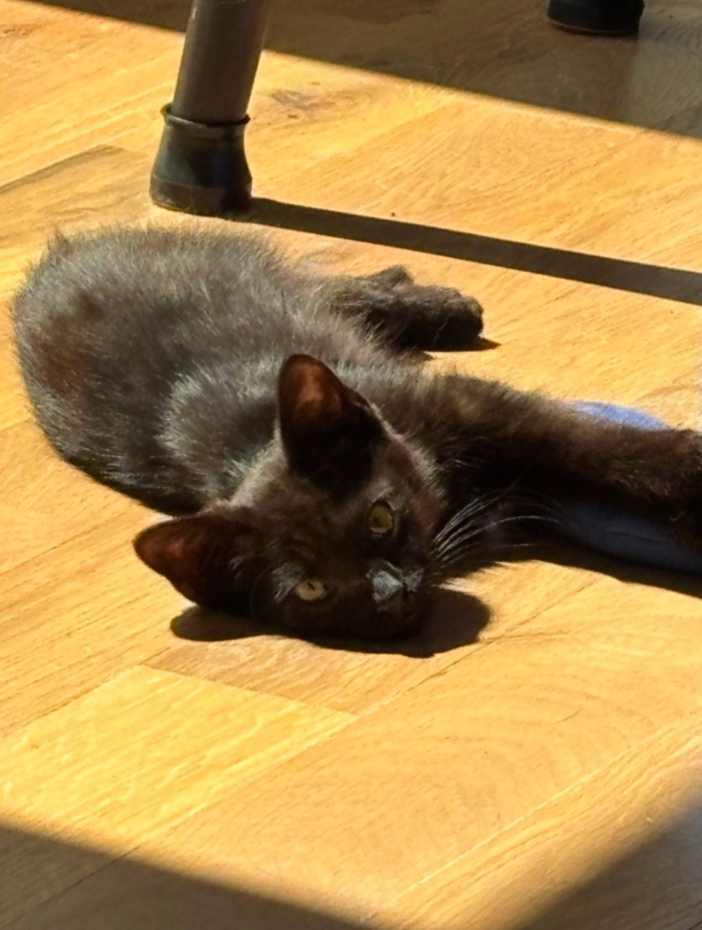 Simon