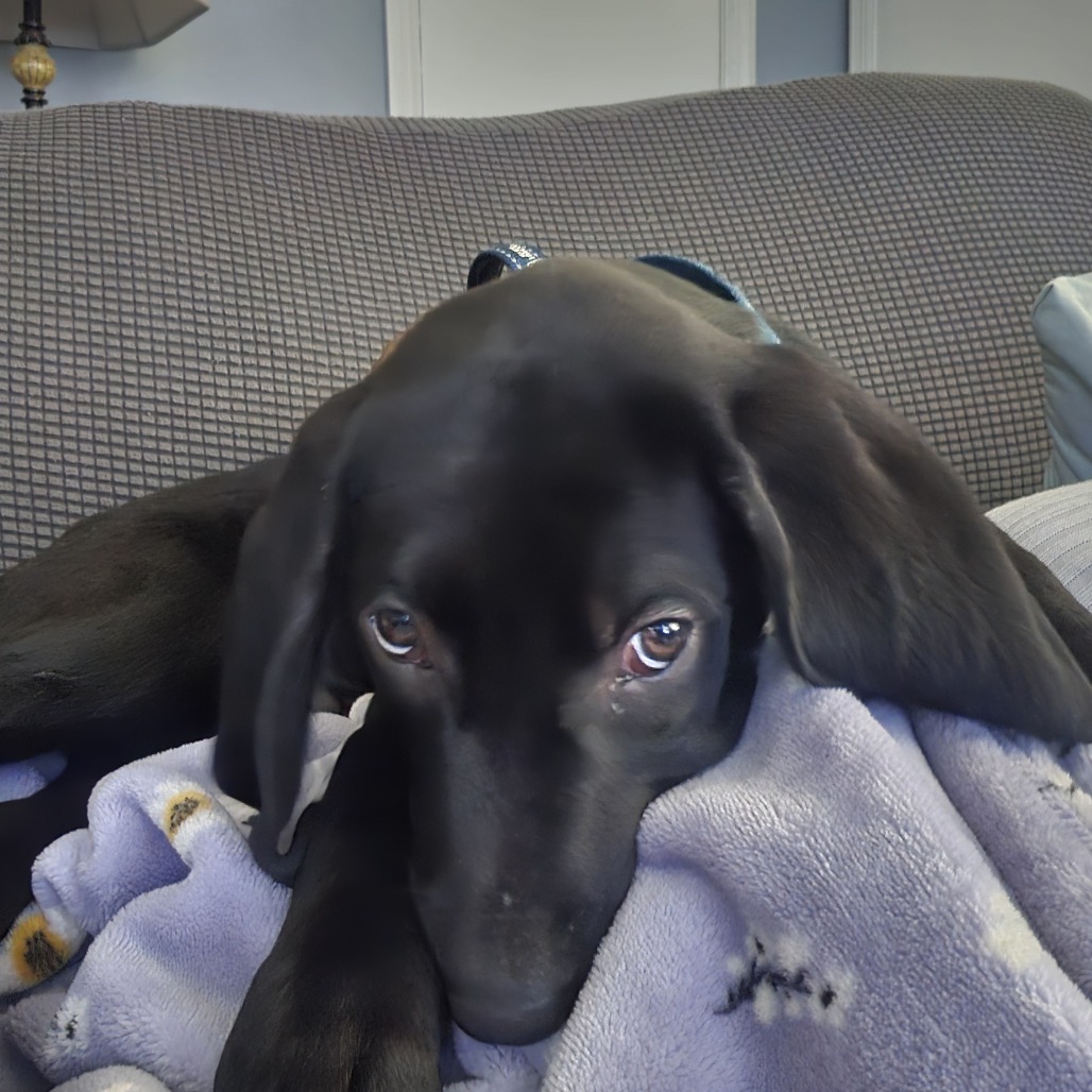 Onyx