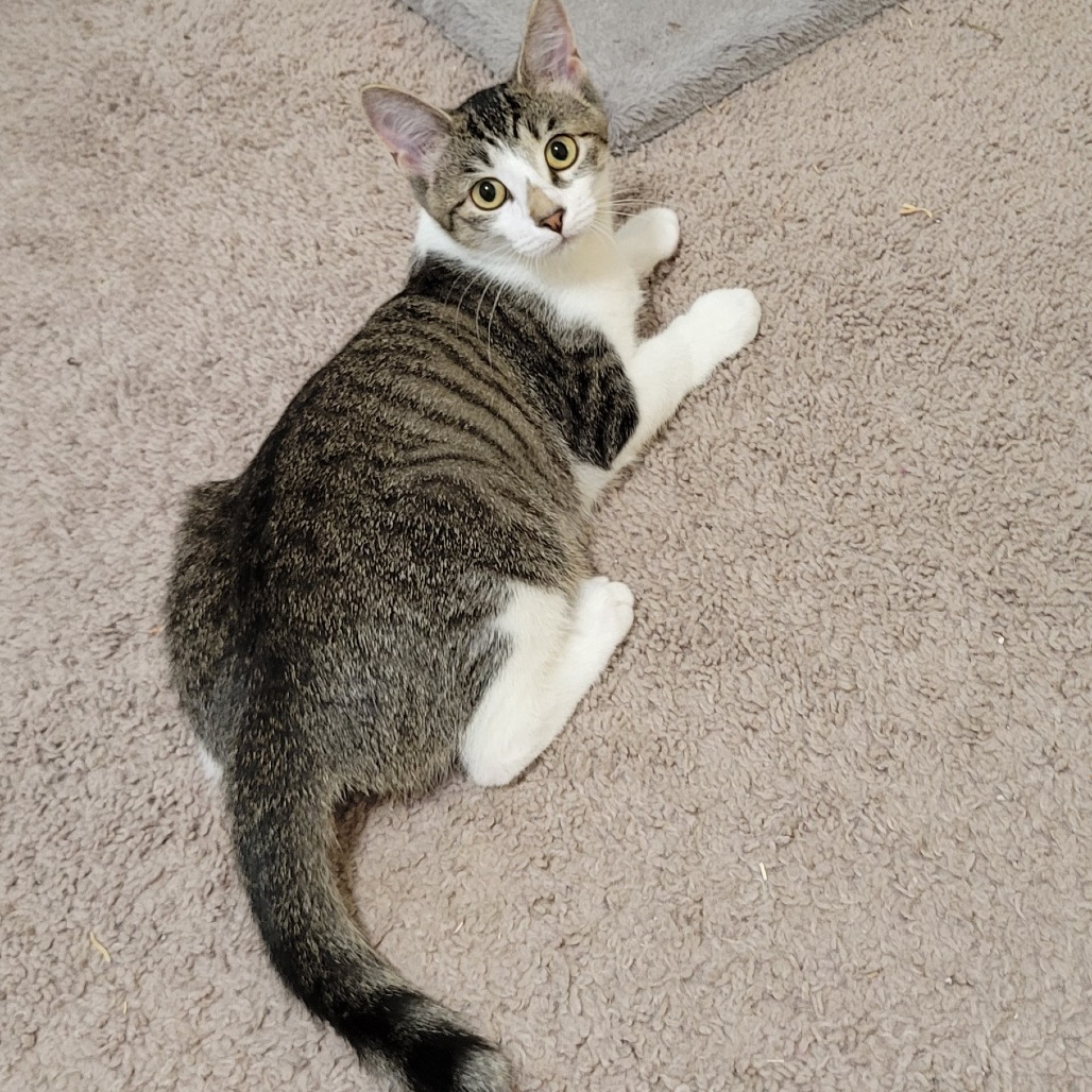 Yzma 2