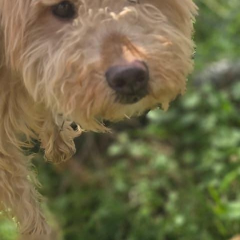 Arlo