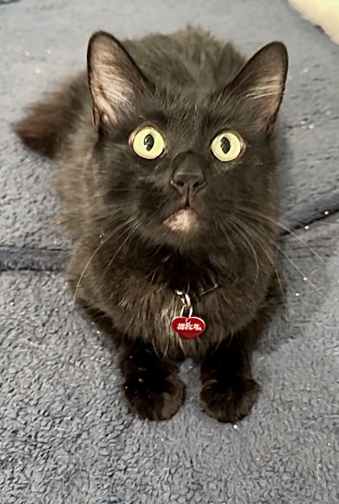 Prince, an adoptable Maine Coon, Siberian in Long Beach, CA, 90802 | Photo Image 1