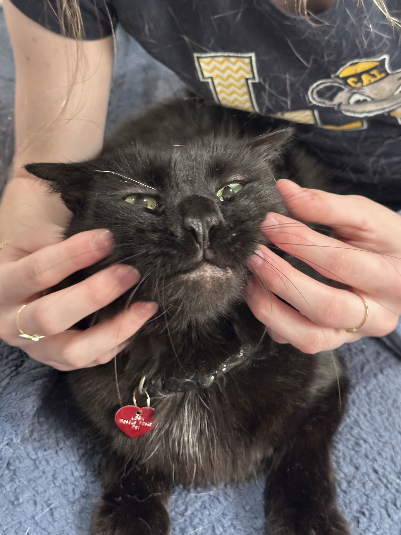 Prince, an adoptable Maine Coon, Siberian in Long Beach, CA, 90802 | Photo Image 2