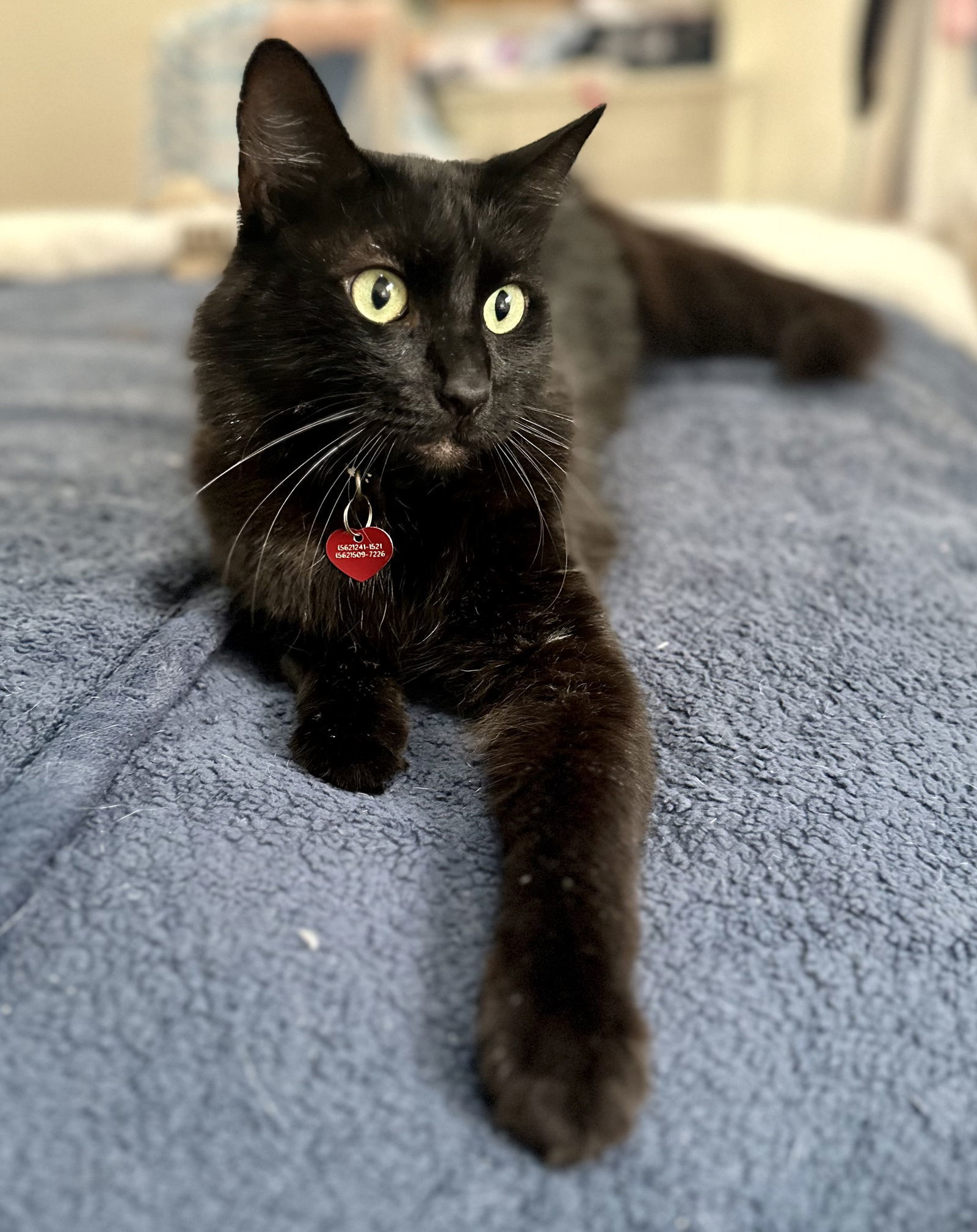 Prince, an adoptable Maine Coon, Siberian in Long Beach, CA, 90802 | Photo Image 3