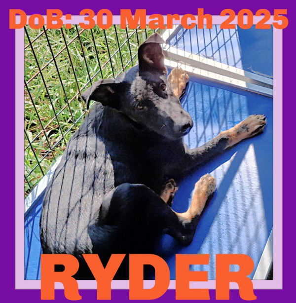 Ryder thumbnail 3