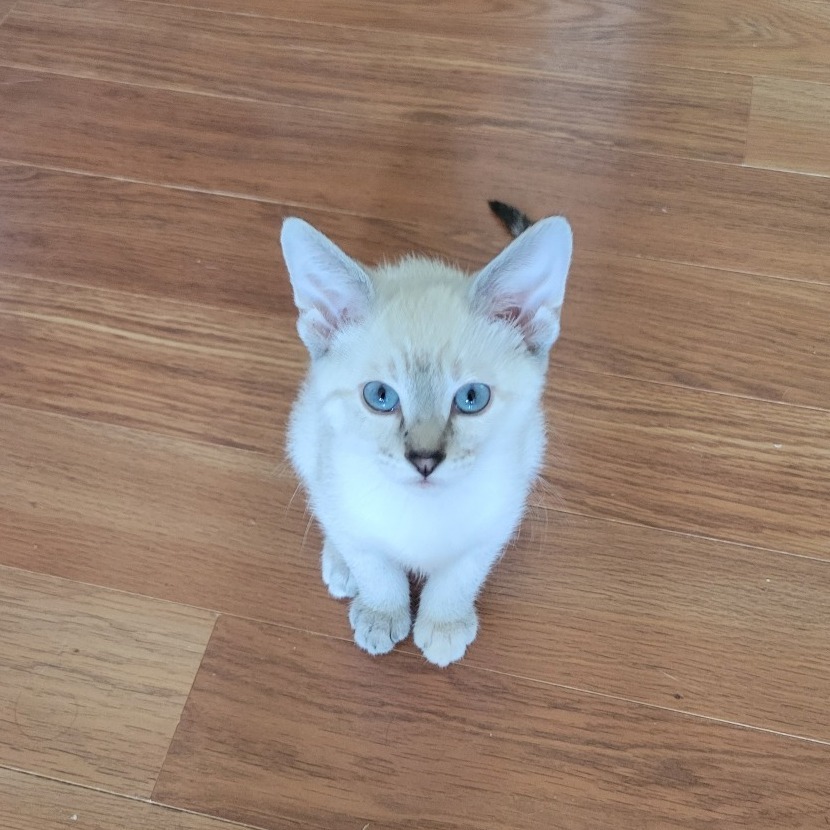 Poptart, an adoptable Domestic Short Hair in Bismarck, ND, 58507 | Photo Image 1
