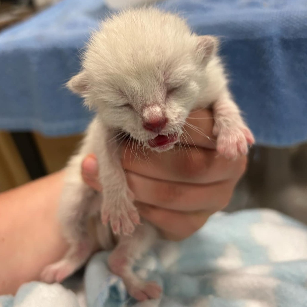 Poptart, an adoptable Domestic Short Hair in Bismarck, ND, 58507 | Photo Image 3