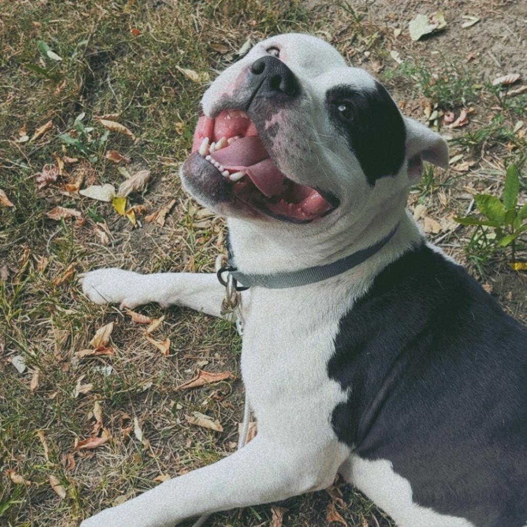 Rooster, an adoptable Mixed Breed in Bismarck, ND, 58507 | Photo Image 1
