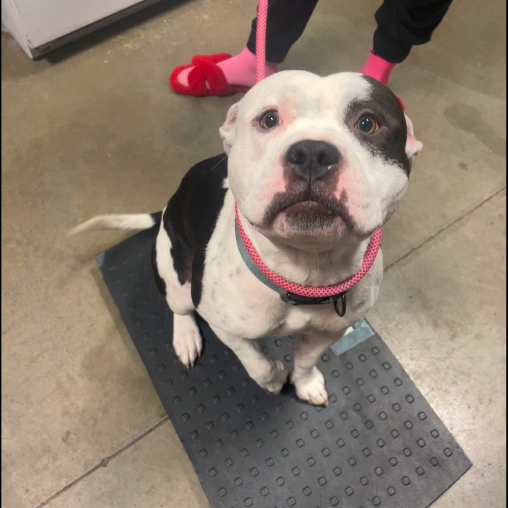 Rooster, an adoptable Mixed Breed in Bismarck, ND, 58507 | Photo Image 2