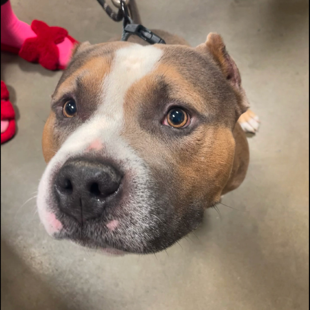 Pig, an adoptable Mixed Breed in Bismarck, ND, 58507 | Photo Image 1