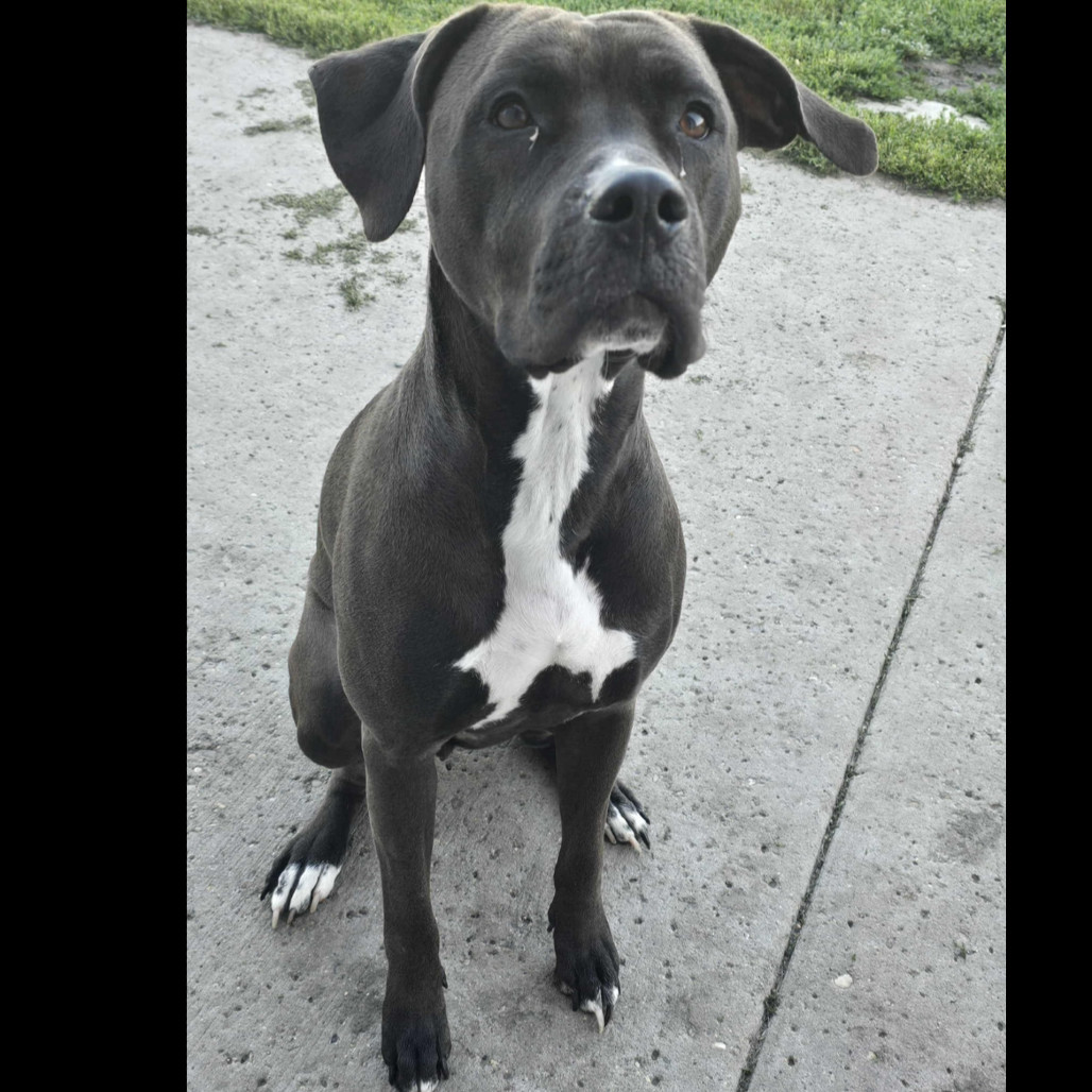 ElliMay, an adoptable Pit Bull Terrier in Bismarck, ND, 58507 | Photo Image 1