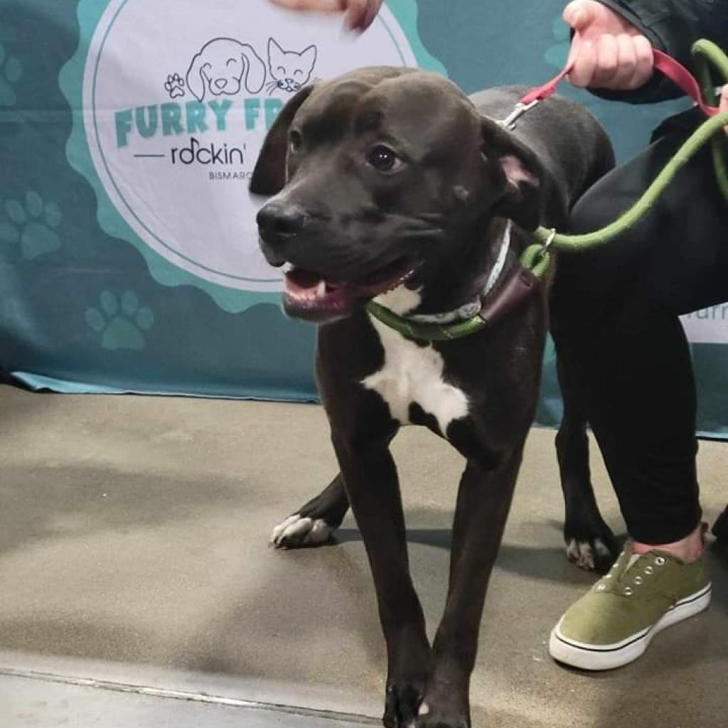 ElliMay, an adoptable Pit Bull Terrier in Bismarck, ND, 58507 | Photo Image 2