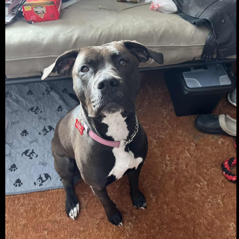 ElliMay, an adoptable Pit Bull Terrier in Bismarck, ND, 58507 | Photo Image 3