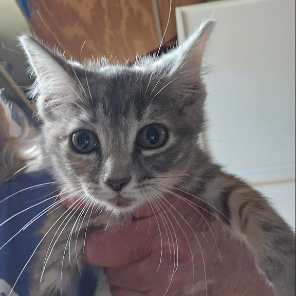 Meowgarita