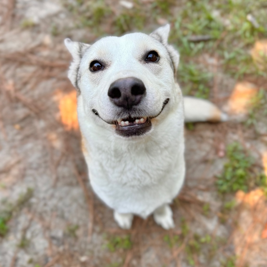 Nixie