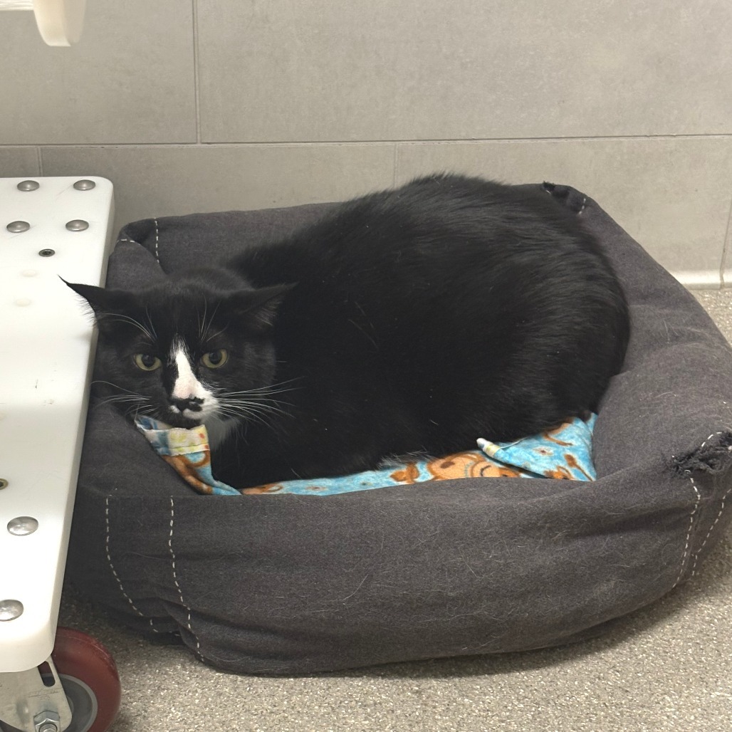 Cain, an adoptable Domestic Short Hair in Hailey, ID, 83333 | Photo Image 1